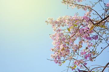 Wall Mural - Purple Flowering Tree and The sun passed through the branches