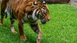 Sumatran tiger close up walking left to right of frame