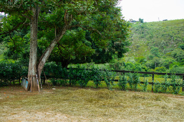 Wall Mural - Paisagem no Aras lugar para treinar cavalos