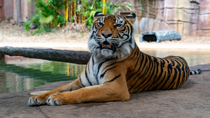 Wall Mural - Sumatran tiger laying down full body shot looking just off camera