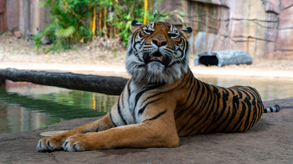 Wall Mural - Sumatran tiger laying down looking directly at camera and showing teeth