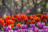 Fototapeta Tulipany - tulip flower in winter 
