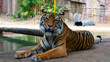 Sumatran tiger laying down looking directly at camera full body shot