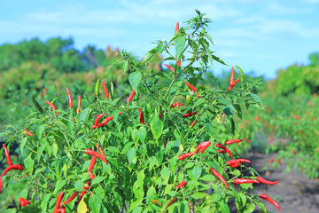 Red and green chili peppers on the tree in garden.