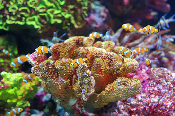 Wall Mural - Clown fish swimming under water in aquarium tank.