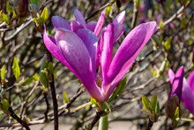 Magnolia 'Jane' A Winter Spring Pink Flower Shrub Or Small Tree