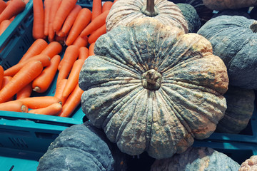 Poster - raw pumpkin in group  texture, pile of pumpkin in market