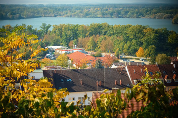 Wall Mural - Brown city rooftops between golden forest in autumn in Czech Republic in Prague