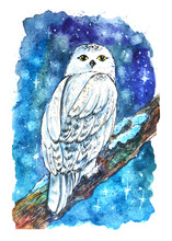 White Owl Night Winter Lettering Harry Potter Stars Snow Watercolor Drawing Illustration