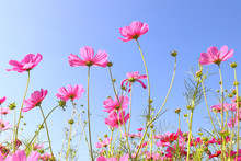 Colorful Cosmos Flowers Blooming In The Garden.