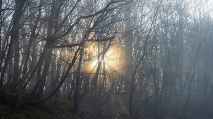 Misty autumnal  forest