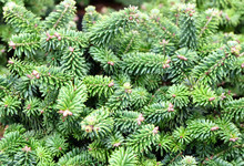Balsam Fir "Diamond" (Abies Balsamea), New Year's Trees In The Store Greenhouse.