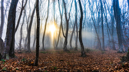 Misty autumnal  forest