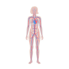 Sticker - circulatory system anatomy