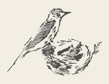 Bird In Nest With Chicks. Hand Drawn Vector Sketch