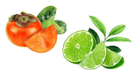 Wall Mural - Persimmon lime watercolor isolated on white background