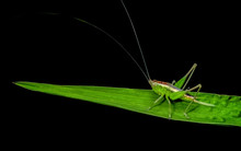 Green Grasshopper Standing On A Green Leaf Isolated In Black Background.