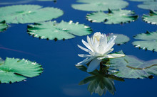 Beautiful White Water Lily Reflection On The Pond.