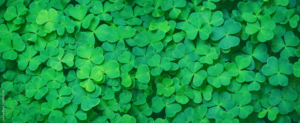 Green clover leaf nature abstract background. Beautiful clover leaves background. shamrocks, St.Patrick's day concept. template for design. banner. copy space - obrazy, fototapety, plakaty 