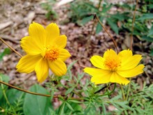 Yellow Flowers In Garden