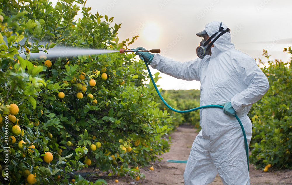 Weed insecticide fumigation. Organic ecological agriculture. Spray pesticides, pesticide on fruit lemon in growing agricultural plantation, spain. Man spraying or fumigating pesti, pest control