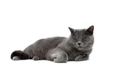 Fototapeta Koty - gray cat close-up on a white background