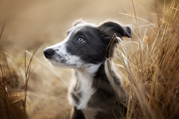 Poster - small grey border collie puppy sitting in dry grass