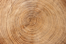 Wooden Texture From Cut Tree Trunk Of Maple Tree, Closeup. Cross Section Of A Tree Trunk. Top View