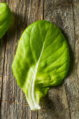 Canvas Print - Raw Green Organic Butter Lettuce