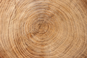 Wall Mural - wooden texture from cut tree trunk of maple tree, closeup. cross section of a tree trunk. top view