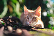 Young Kitten Is Hunting On Green Grass