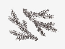 Hand Drawn Spruce Tree Branches, Vector Illustration