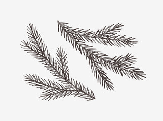hand drawn spruce tree branches, vector illustration