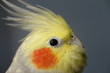 © Reimar - Close up of female Pearl Cockatiel with orange cheek patch and facial feathers coverying the beak