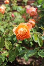 Orange Rosebud