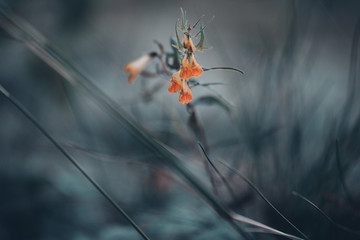 night flower