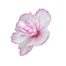 Cosmos Terry White Flower With A Pink Edge, Closeup Isolated On White. Large Bright Cosmos Flower, Side View Isolate