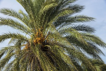 View of date palm on tree from below.. Green palm trees on coast line. Amazing  sky white clouds and endless skyline.  Curacao island. Gorgeous nature landscape background.