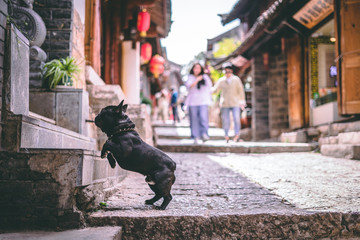 Wall Mural - Jumping dog in Chinese Street