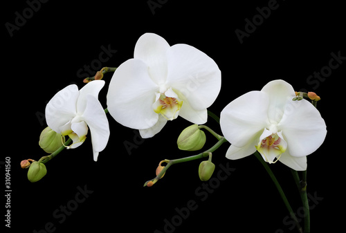 Fotomural White phalaenopsis orchid with buds isolated on black background