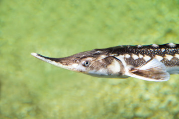 Canvas Print - Fish Russian sturgeon, Russian sturgeon, floating on a green background. Marine life, river fish.