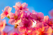 © 文 菊池 - pink flowers on background of blue sky