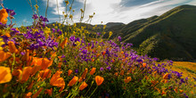MARCH 15, 2019 - LAKE ELSINORE, CA, USA - "Super Bloom" California Poppies In Walker Canyon Outside Of Lake Elsinore, Riverside County, CA