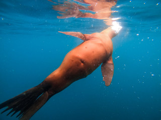  Close up of sea lion in the Channel Islands, California, USA