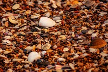 Closeup Shot Of Orange Gravel With Tiny Pebbles And Seashells On The Beach