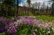 MAY 26, 2019 COLUMBIA RIVER GORGE, OREGON, USA - Wild flowers Spring, Columbia River Gorge, Oregon