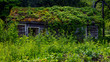 MAY 26, 2019, Columbia River Gorge, Oregon, USA - Deserted home with Ivy growing over it on Columbia River Gorge, Oregon