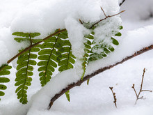 Snow Piling Up On Green Ferns In A Forest