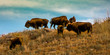Amerian  Bison known as Buffalo, Custer State Park