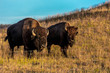 Amerian  Bison known as Buffalo, Custer State Park